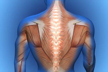 Anatomik vizyon geri ağrı
