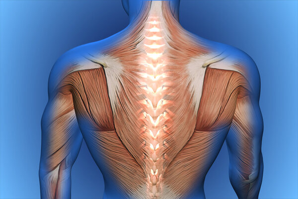 anatomical vision back pain