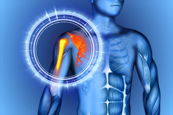 omuz kürek kemiği köprücük kemiği