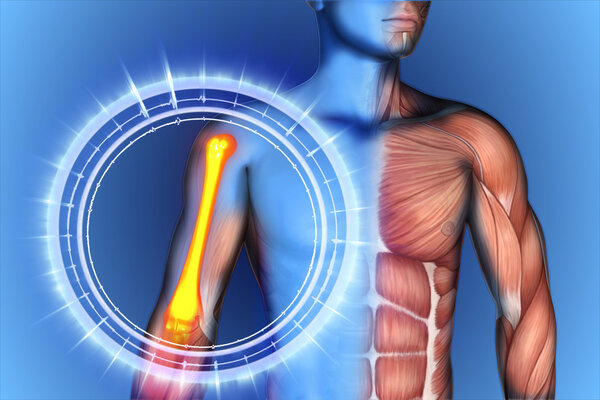 3D illustration shoulder scapula clavicle