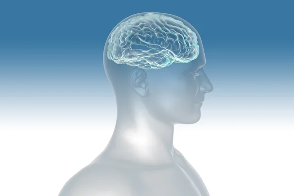 Human brain — Stock Photo, Image