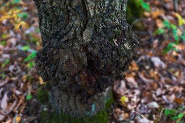 Ağaç kabuğu sonbahar ormanında kapanıyor.