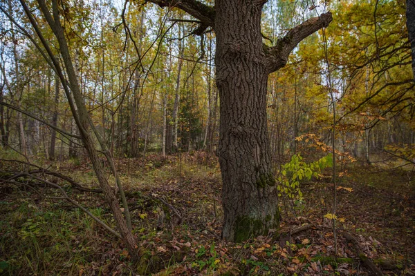 Дерево Ствол Осеннем Лесу — стоковое фото