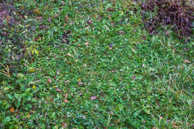 yeşil çim ile sonbahar yaprakları