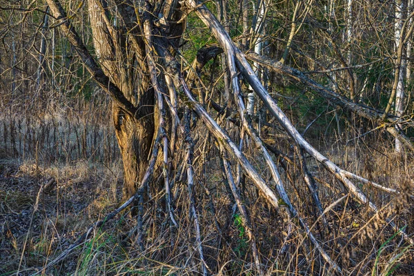 Щупальца Сухих Ветвей Деревьев — стоковое фото