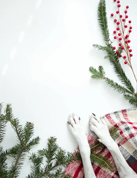 Noel Arkaplanı Üzerine Köpek Pençesi