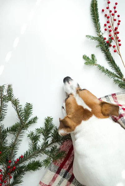 Köpek Noel arkaplanında yatıyor