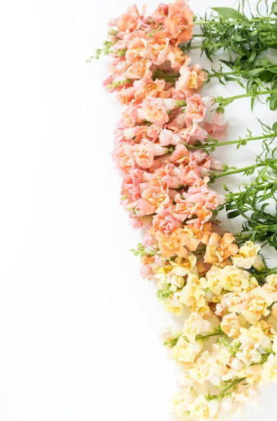 Beyaz Arkaplanda Aslanağzı Bahar Çiçekleri