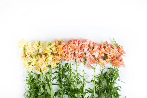 Beyaz Arkaplanda Aslanağzı Bahar Çiçekleri