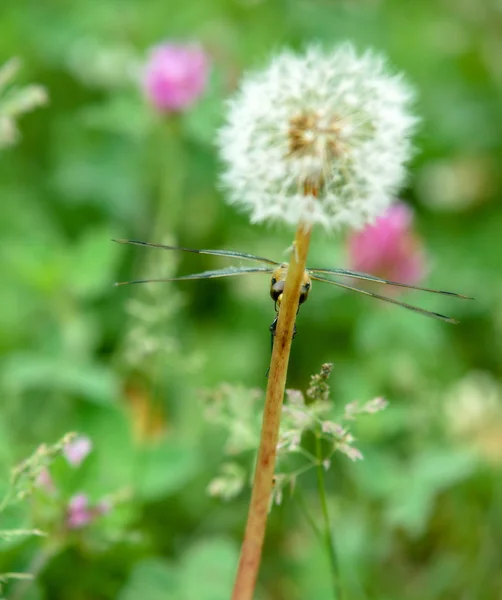 Dragonfly on a dandelion. — Stock Photo, Image