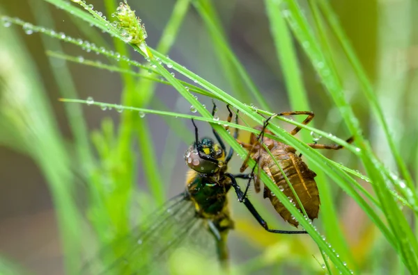 Nacimiento de una libélula . —  Fotos de Stock
