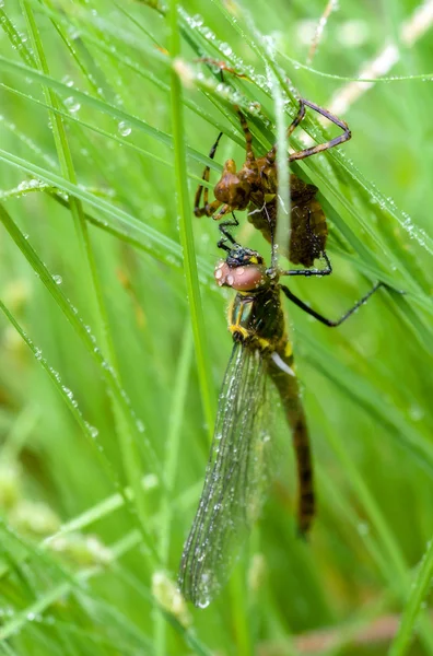 Birth of a dragonfly. — Stock Photo, Image