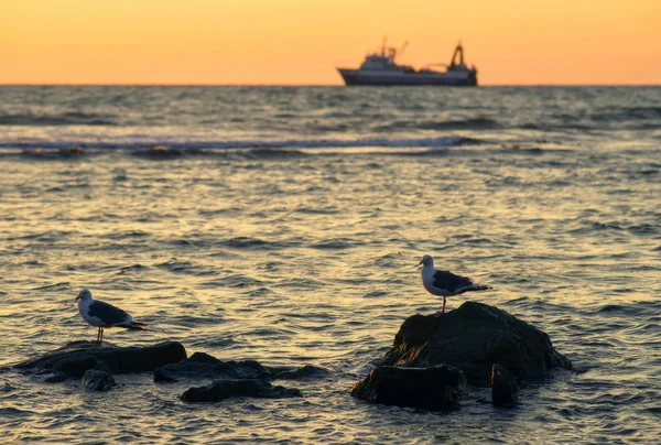 Mare, gabbiani, tramonto . — Foto Stock