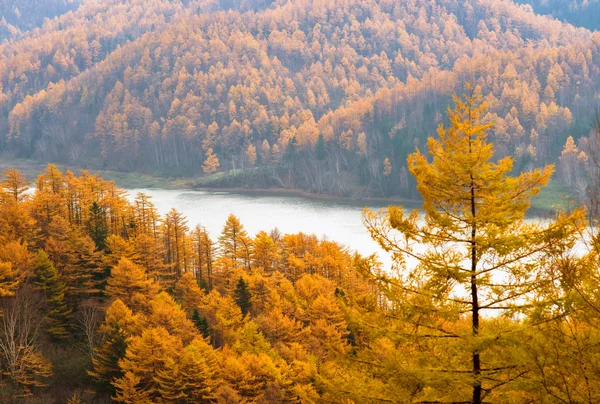 Arany ősz Szahalin. — Stock Fotó