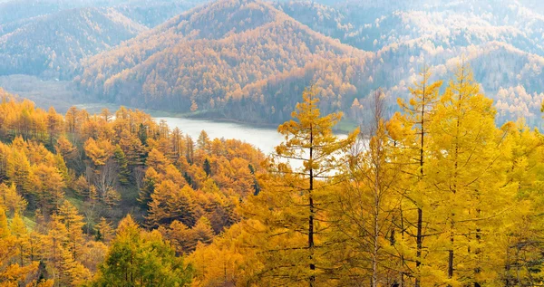 Altın sonbahar Sahalin.