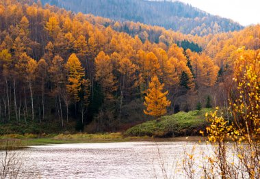 Altın sonbahar Sahalin.