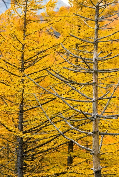 Golden Autumn Sakhalin. — Stock Photo, Image