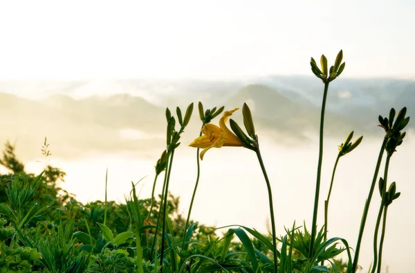 Lilium martagon on the slopes of a hill. — Stock Photo, Image