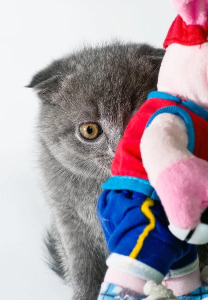 Gatinho. O jogo de esconder e procurar . — Fotografia de Stock