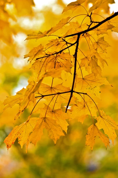 Folhas de bordo amarelas . — Fotografia de Stock