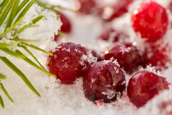 Cranberries kar.