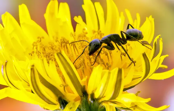 Ant on dandelion. — Stock Photo, Image