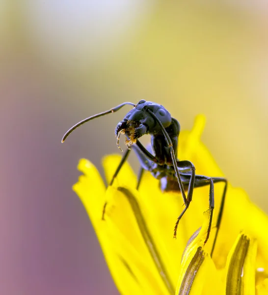 Ant on dandelion. — Stock Photo, Image