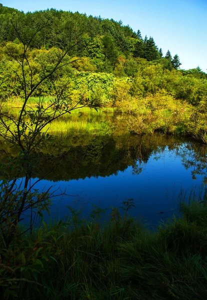 Waldsee. — Stockfoto