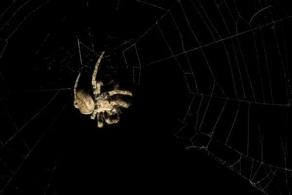 Spider. Night hunting. — Stock Photo, Image