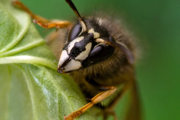 Porträt einer Wespe. — Stockfoto