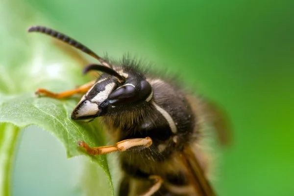 Porträt einer Wespe. — Stockfoto