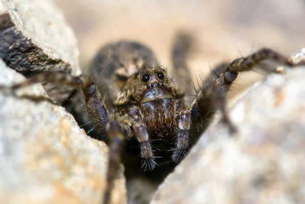 Spider in an ambush. — Stock Photo, Image
