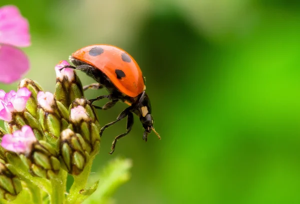 Ladybug. Toward the sun. — Stock Photo, Image