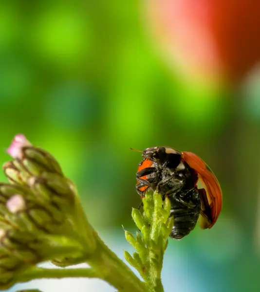 Ladybug. Toward the sun. — Stock Photo, Image