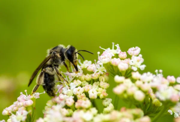 꿀벌입니다. 꿀 수집. — 스톡 사진