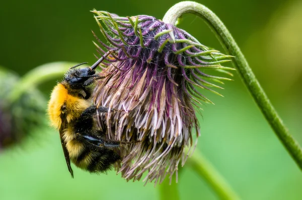 Bumblebee. Collecting nectar. — Stock Photo, Image