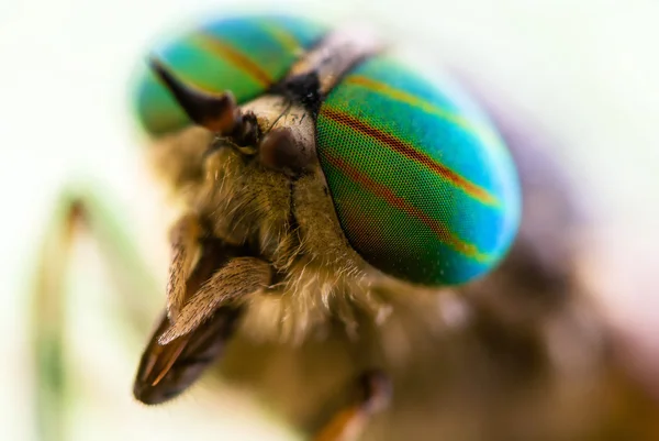 Olho Gadfly close-up . — Fotografia de Stock