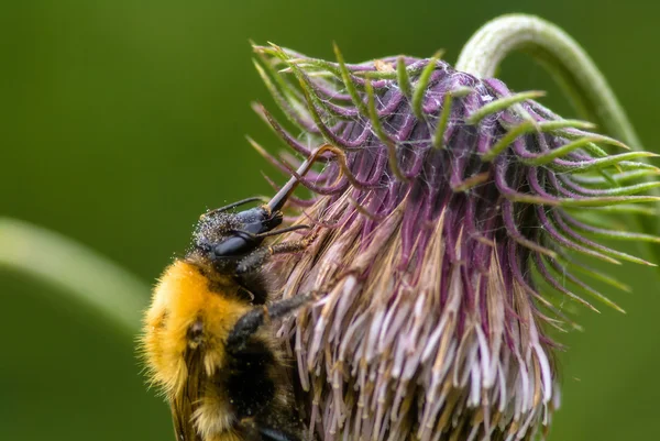 꿀벌입니다. 꿀 수집. — 스톡 사진