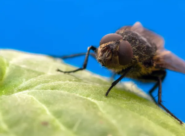 Fliegen. Porträt. — Stockfoto