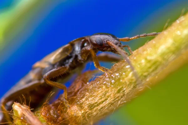 Cockroach on a branch. — Stock Photo, Image