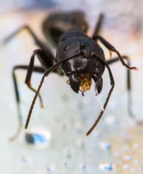 Közeli kép: fekete-ant. — Stock Fotó