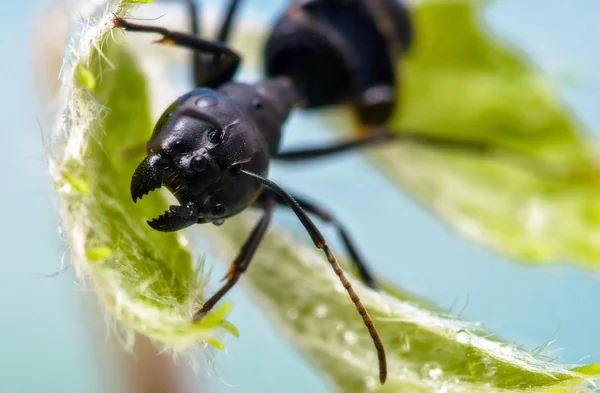 Közeli kép: fekete-ant. — Stock Fotó