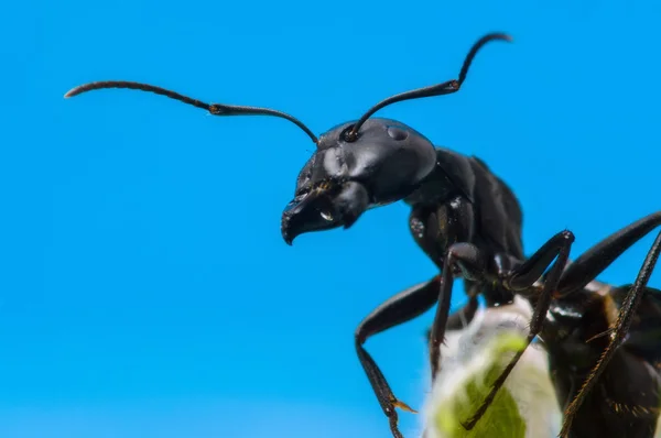 Black Ant close-up. — Stock Photo, Image