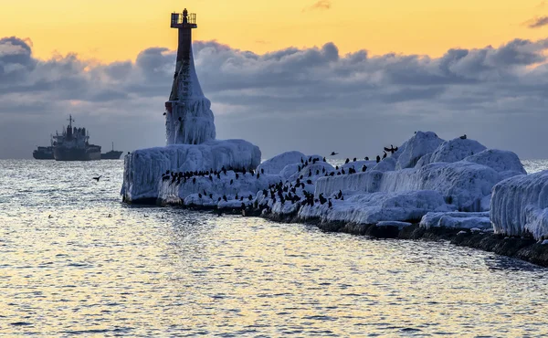 Rookery on the ice pier. — Stock Photo, Image