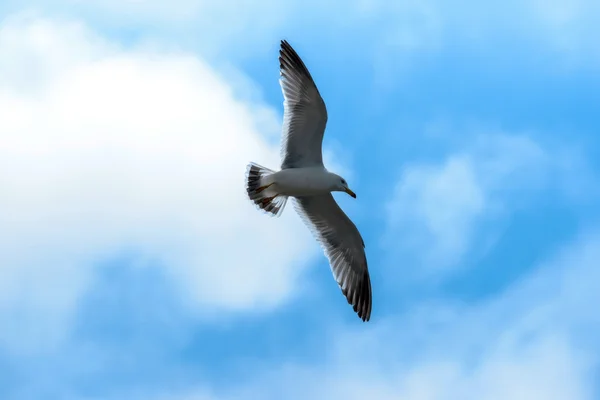 Seagull on the blue sky background. — Stock Photo, Image