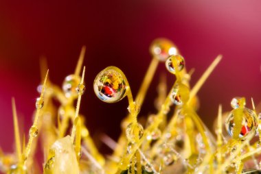 damla. damla damla yansıyan.