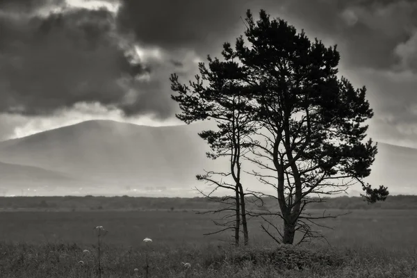 Albero solitario su uno sfondo di nuvole di tempesta . — Foto Stock