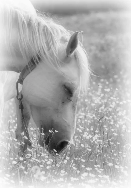 Black and white portrait of a horse. — Stock Photo, Image