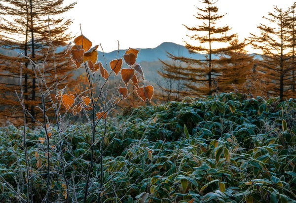 Χρυσή φθινόπωρο sakhalin. — Φωτογραφία Αρχείου