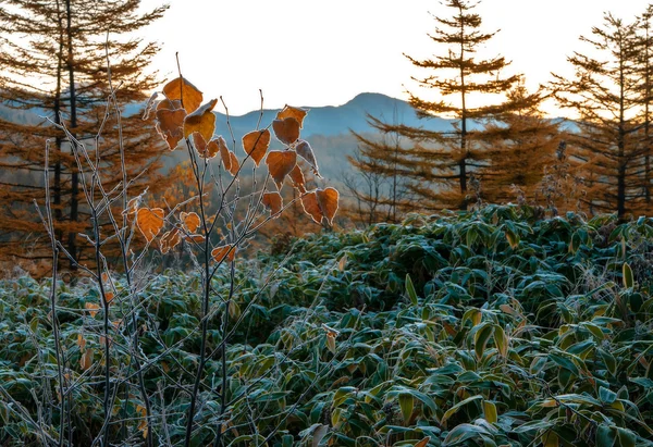 Otoño de Oro Sakhalin . — Foto de Stock